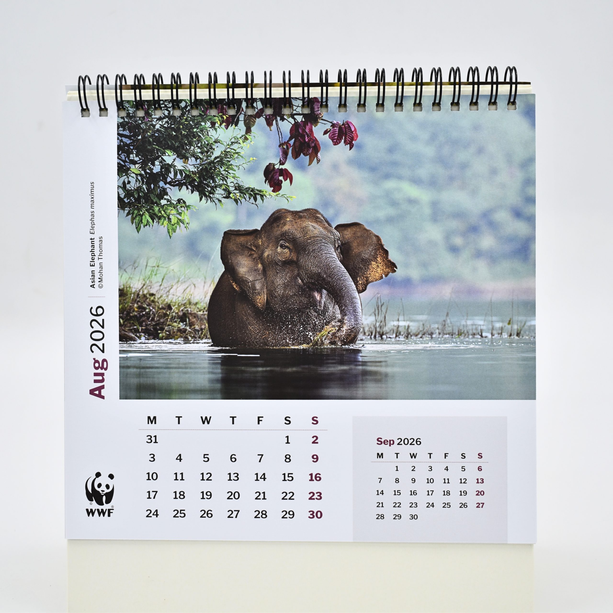 2026 Desk Calendar - More Than Meets the Eye - Image 2