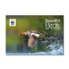 2026 Wall Calendar - Beautiful Birds