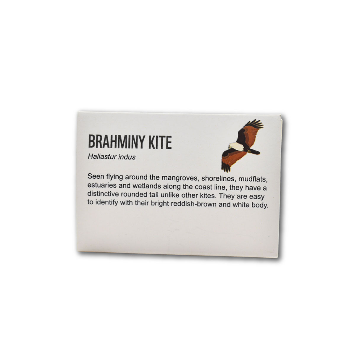 Brahminy Kite- Lapel Pin - Image 2