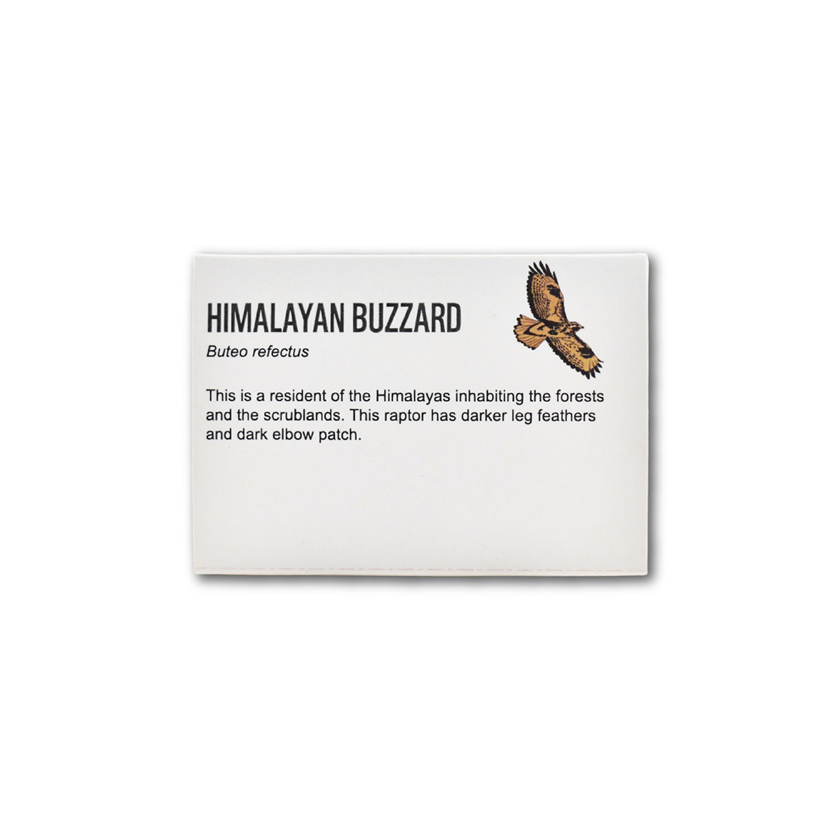 Himalayan Buzzard- Lapel Pin - Image 2