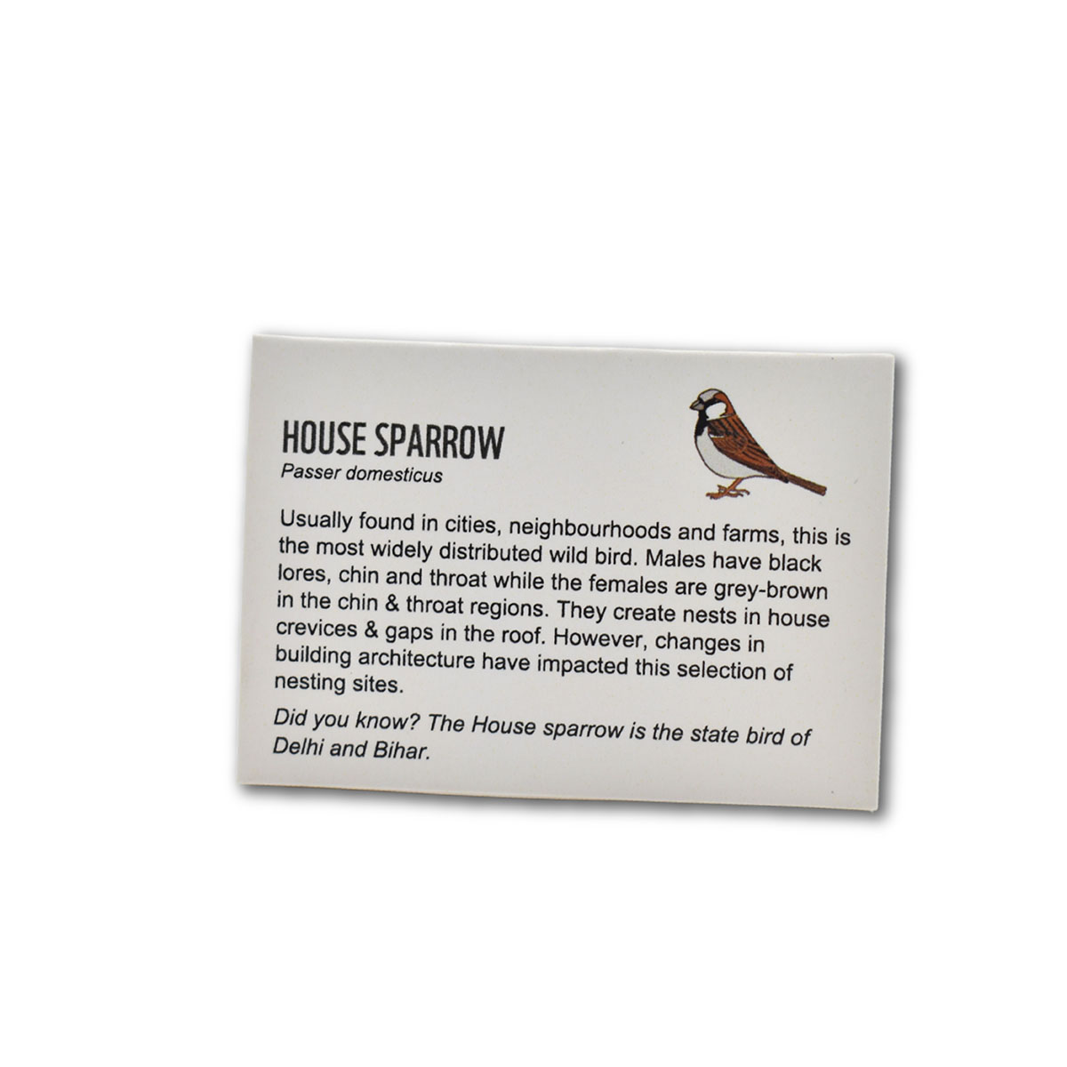 House Sparrow (Male)- Lapel Pin - Image 2