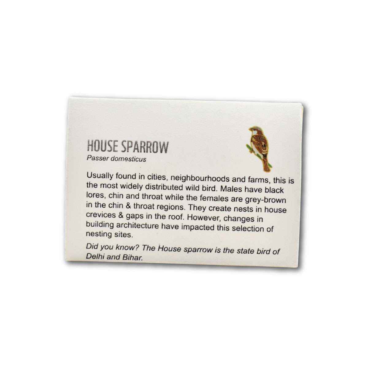 House Sparrow (Female)- Lapel Pin - Image 2
